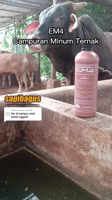 EM4-Campuran-Minum-Ternak
